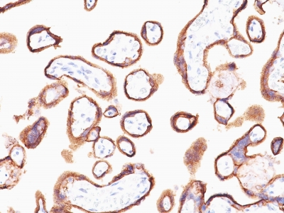 FFPE human placenta sections stained with 100 ul anti-HCG-alpha (clone HCGa/53) at 1:400. HIER epitope retrieval prior to staining was performed in .